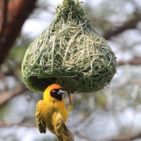 Wikłacz maskowy - Southern Masked Weaver - Ploceus velatus