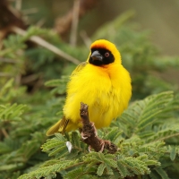 Wikłacz akacjowy - Ploceus vitellinus - Vitelline Masked-Weaver