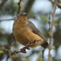 Sawanka rdzawa - Sylvietta whytii - Red-faced Crombec