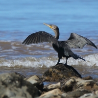 Kormoran oliwkowy - Phalacrocorax brasilianus - Neotropic Cormorant