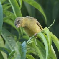 Wikłacz maskowy - Southern Masked Weaver - Ploceus velatus