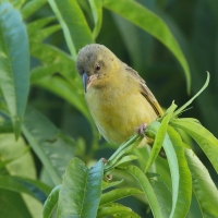 Wikłacz maskowy - Southern Masked Weaver - Ploceus velatus