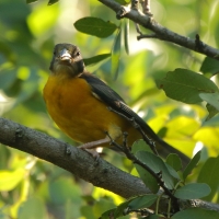 Wikłacz dwubarwny - Ploceus bicolor - Dark-backed Weaver