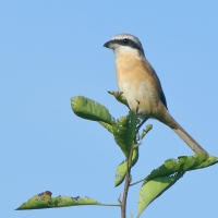 Dzierzba brązowa - Lanius cristatus - Brown Shrike