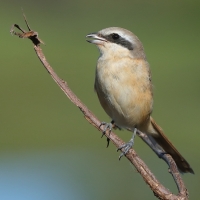 Dzierzba brązowa - Lanius cristatus - Brown Shrike