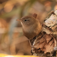 Strzyżyk - Troglodytes troglodytes - Eurasian Wren