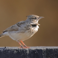Dzierlatka - Galerida cristata - Crested Lark