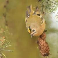 Mysikrólik - Regulus regulus - Goldcrest