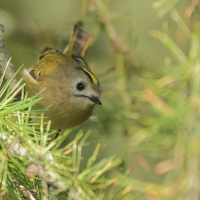 Mysikrólik - Regulus regulus - Goldcrest