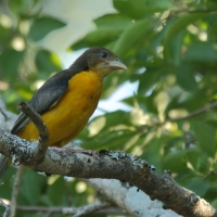 Wikłacz dwubarwny - Ploceus bicolor - Dark-backed Weaver