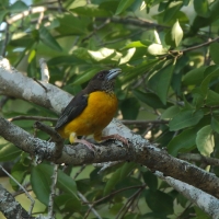 Wikłacz dwubarwny - Ploceus bicolor - Dark-backed Weaver