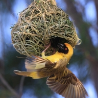 Wikłacz maskowy - Southern Masked Weaver - Ploceus velatus