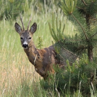 Sarna - Capreolus capreolus - Roe deer