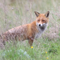 Lis - Vulpes vulpes - Red fox 