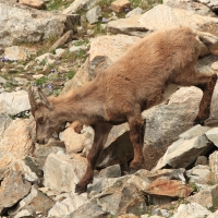 Koziorożec - Capra ibex - Alpine ibex