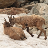 Koziorożec - Capra ibex - Alpine ibex