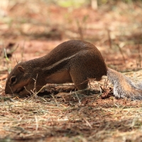 Berberyjka marokańska - Atlantoxerus getulus - Barbar ground squirrel