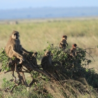 Pawian masajski - Papio cynocephalus - Yellow baboon