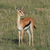Gazelopka sawannowa - Eudorcas thomsonii - Thomson's gazelle