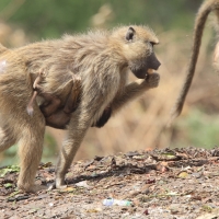 Pawian masajski - Papio cynocephalus - Yellow baboon