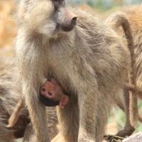 Pawian masajski - Papio cynocephalus - Yellow baboon