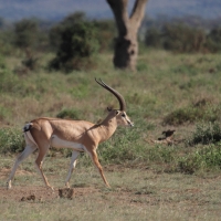 Gazela Granta - Nanger granti - Grant's gazelle 