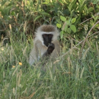 Kotawiec sawannowy - Chlorocebus pygerythrus - Vervet monkey