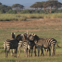 Zebra stepowa - Equus quagga - Common zebra