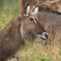 Kob śniady - Kobus ellipsiprymnus - Waterbuck