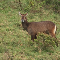 Kob śniady - Kobus ellipsiprymnus - Waterbuck