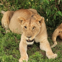 Lew afrykański - Panthera leo - Lion 