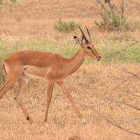 Impala zwyczajna - Aepyceros melampus - Impala