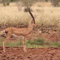 Gazela Granta - Nanger granti - Grant's gazelle 