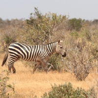 Zebra stepowa - Equus quagga - Common zebra