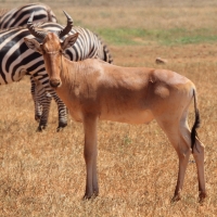 Bawolec krowi - Alcelaphus buselaphus - Hartebeest