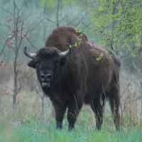 Żubr - Bison bonasus - European bison
