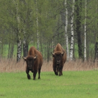 Żubr - Bison bonasus - European bison