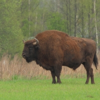 Żubr - Bison bonasus - European bison