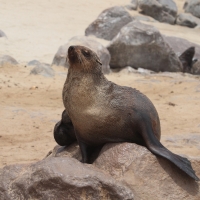 Kotik karłowaty - Arctocephalus pusillus - South African fur seal