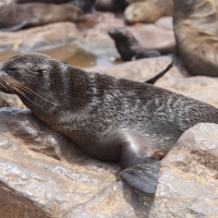 Kotik karłowaty - Arctocephalus pusillus - South African fur seal