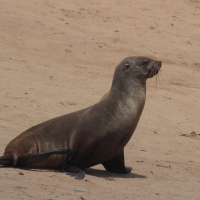 Kotik karłowaty - Arctocephalus pusillus - South African fur seal