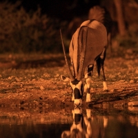 Oryks południowy - Oryx gazella - Gemsbok