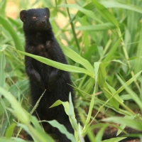Galerelka smukła - Galerella sanguinea - Slender Mangoose