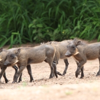 Guziec zwyczajny - Phacochoerus africanus - Common Warthog