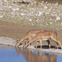 Impala zwyczajna - Aepyceros melampus - Impala