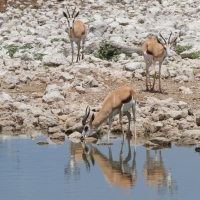 Skocznik antylopi - Antidorcas marsupialis - Springbok