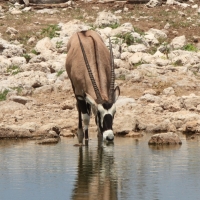Oryks południowy - Oryx gazella - Gemsbok