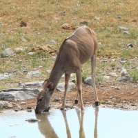 Kudu wielkie - Tragelaphus strepsiceros - Greater kudu