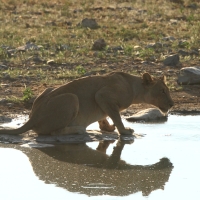 Lew afrykański - Panthera leo - Lion 