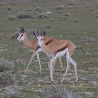 Skocznik antylopi - Antidorcas marsupialis - Springbok
